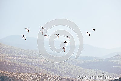 Scenic view of a flock of ducks flying high up in a cloudy sky Stock Photo