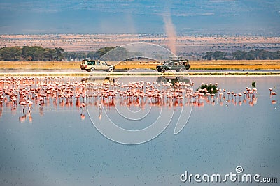 Scenic view of a flock of lesser flamingos against the background of Safari vehicles at Amboseli National Park in Kenya Stock Photo