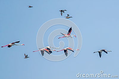 Scenic view of a flock of pink flamingoes soaring in the air Stock Photo