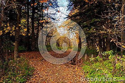 Scenic view of a forest pathway in forest Stock Photo