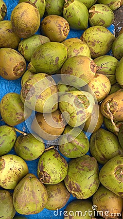 Scenic view of fresh green tender coconuts, Cocos nucifera Stock Photo
