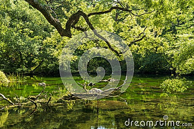 Scenic view of Goshikinuma Pond is in Fukushima, Japan, the huge branches reflecting the clear and still water Stock Photo