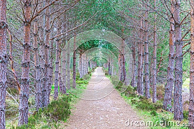 A scenic view of a gravel mountain path with symetric majestic pine trees along it Stock Photo