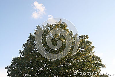 Scenic view of a green treetop at golden hour Stock Photo