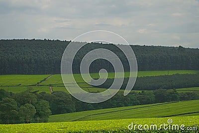 Scenic view of Kericho tea felids, Kenya. Stock Photo