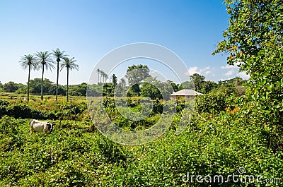 Scenic view over palm trees on tropical island Bubaque, part of the Bijagos Archipelago, Guinea Bissau, Africa Stock Photo