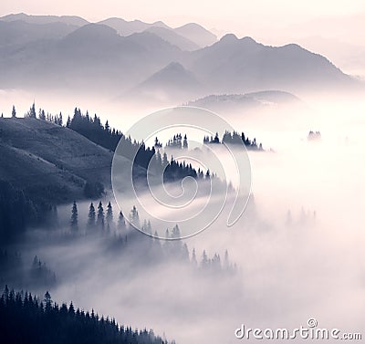 Picturesque forest in the fog Stock Photo