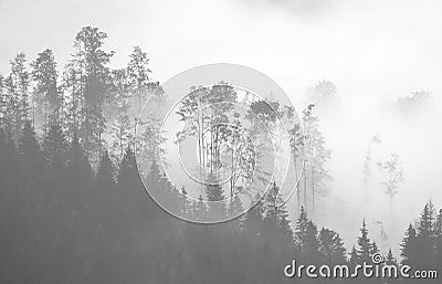 Picturesque forest in the fog Stock Photo