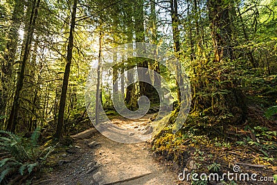 Scenic view of path way in the forest with sun light Stock Photo