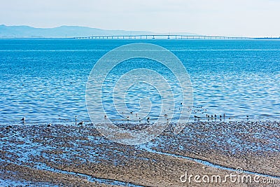 Scenic view of San Francisco Bay from shore. Birds feeding in bay mud exposed during low tide. Background San Mateo - Hayward Stock Photo