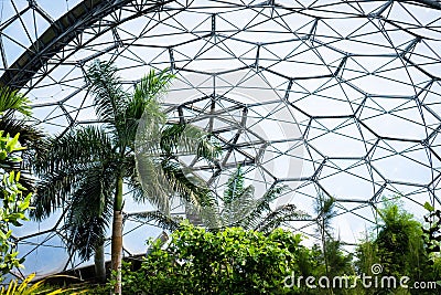 Scenic view of trees growing inside the tropical biome at the Eden Project in Cornwall, UK Stock Photo