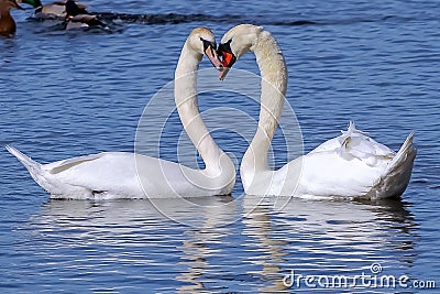 Scenic view of two majestic swans swimming gracefully together on a tranquil lake Stock Photo