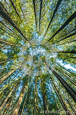 Scenic view of very big and tall tree in the forest in the morning, looking up. Stock Photo