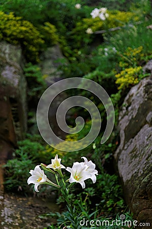 Scenic view of white Lilium Formosanum flowers a native species of Lilies, also known as Formosa Lily Stock Photo