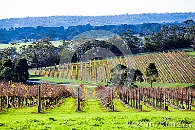 Winery in autumn on Mornington Peninsula. Stock Photo