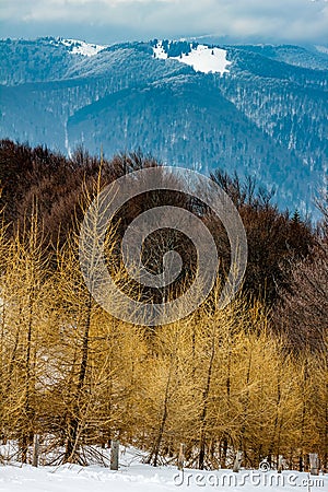 Scenic Winter landscape with layers of forests and mountain ridges - larch trees in foreground and a snowy peak in the distance Stock Photo