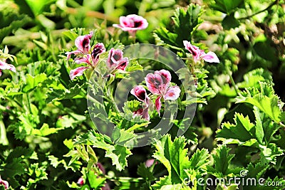 Scented Geranium Pelargonium Crispum in the garden Stock Photo