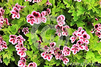 Scented Geranium Pelargonium Crispum in the garden Stock Photo