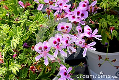 Scented Geranium, Pelargonium graveolens `Citronella` Stock Photo