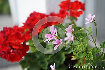 Scented geranium, scented pelargonium `Moskito-Schocker` blooms in July in a flower box on a windowsill. Berlin, Germany Stock Photo