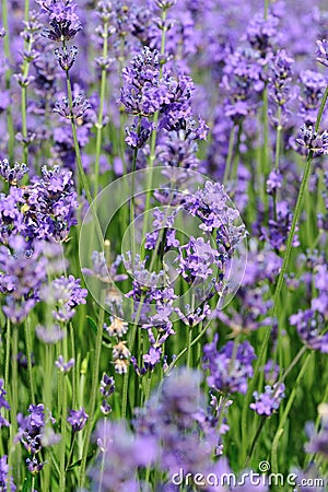 Scented lavender flowers field Stock Photo