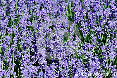 Scented lavender flowers in growth at field Stock Photo