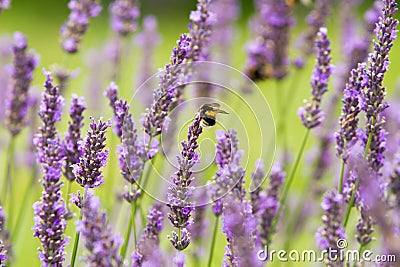 Scented lavender flowers Stock Photo