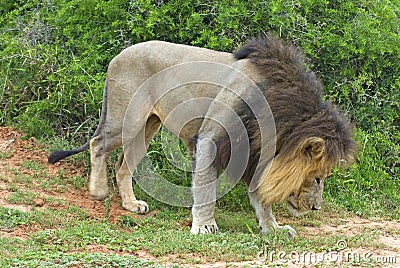 Scenting Lion Stock Photo