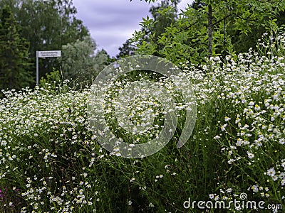 Scentless mayweed blooming on a roadside Stock Photo