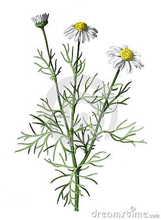 Scentless mayweed or Tripleurospermum inodorum, false mayweed, scentless mayweed, scentless chamomile, flower. Antique hand drawn Cartoon Illustration