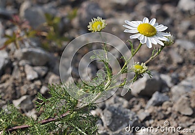 Scentless Mayweed Stock Photo