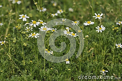 Scentless Mayweed Stock Photo