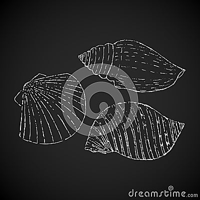 Scetch Of Seashells On Black Vector Illustration