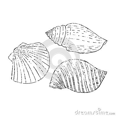 Scetch Of Seashells On White Vector Illustration