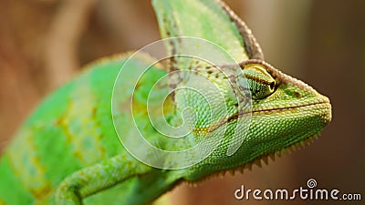 Chamaleon Reptil Bewegliche Augen Stock Video Video Von Tier Zweig 70406407