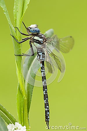 Schaduwlibel, Eastern Spectre, Caliaeschna microstigma Stock Photo