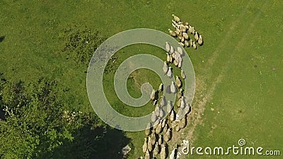 Schafherde, die von der Koppel in den Bergen, Viehzucht, organische Wolle umzieht stock video footage Schafherde, die von der Koppel in den Bergen, Viehzucht, organische Wolle umzieht stock video footage