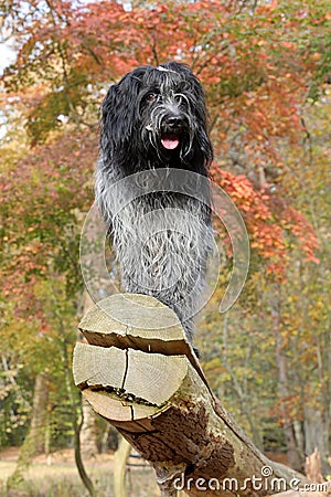 Schapendoes dog on large log Stock Photo