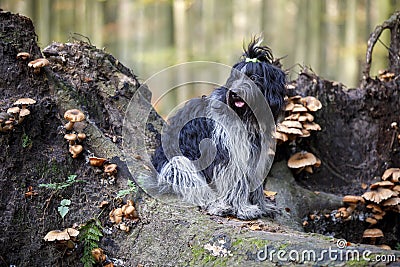 Schapendoes dog in natural scene Stock Photo