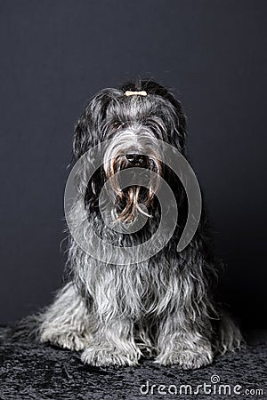 Schapendoes Dutch Sheepdog Stock Photo