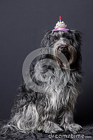 Schapendoes (Dutch Sheepdog) Stock Photo