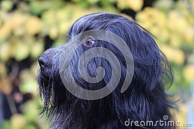 Schapendoes, Dutch Sheepdog portrait Stock Photo