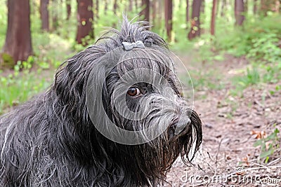 Schapendoes, Dutch Sheepdog portrait Stock Photo