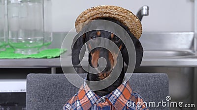 Schattige zwarte en geelbruine dachshund met gevlekte boerenhemden en strootjes die iets lekkers met een blij gezicht kauwen stock footage Schattige zwarte en geelbruine dachshund met gevlekte boerenhemden en strootjes die iets lekkers met een blij gezicht kauwen stock footage