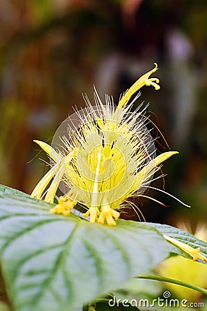 Schaueria flavicoma, commonly known as golden plume, yellow flower with green background Stock Photo