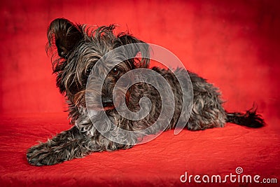 The Schauzer-Barbet little dog Stock Photo