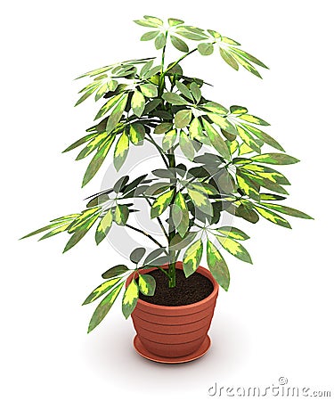 Schefflera Arboricola plant in flower pot Cartoon Illustration