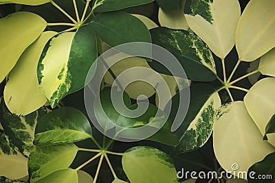 Schefflera arboricola, Variegated Umbrella Plant Foliage Leaves Natural Pattern Background Stock Photo
