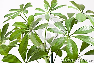 Schefflera house plant Stock Photo