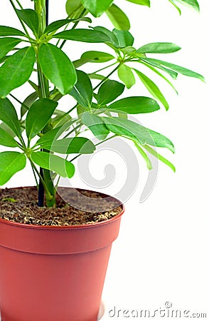 Schefflera houseplant Stock Photo